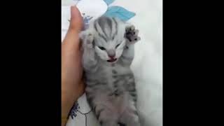 Dramatic Kitten Meme Template  Screaming Cat Meme [upl. by Adnihc]