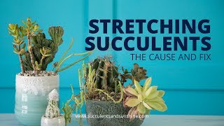 Stretched Out Succulents The cause and fix [upl. by Evangelia]