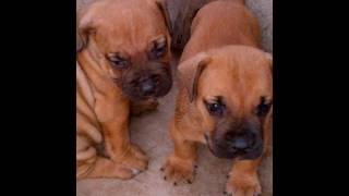 100 Pedigree Dog Puppies Available for sale in Nigeria [upl. by Dyal]