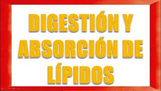 DIGESTIÓN Y ABSORCIÓN DE LÍPIDOS [upl. by Annaiek]