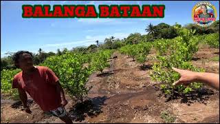 ISANG TAON CALAMANSI80 KILO KUHA SA BALANGA BATAAN [upl. by Aimit824]