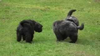 bouvier des flandres puppies [upl. by Barthelemy]