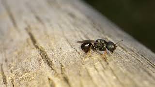 Big Headed Wasp  Cratomus megacephalus probably [upl. by Ameekahs]