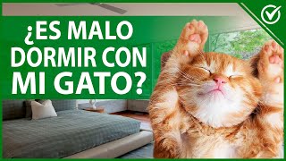 🐱 ¿Es Malo Dormir con mi Gato ¿Qué Enfermedades Puede Transmitirme 🐱😴 [upl. by Ynnor362]