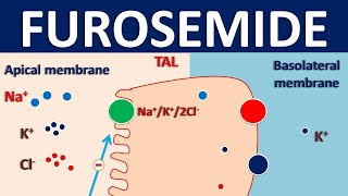 Furosemide  Mechanism side effects interactions and indications [upl. by Ilenay]