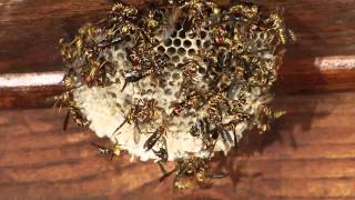 Wasps Under My Deckmov [upl. by Flip715]