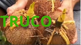 Como germinar un coco seco en casa paso a paso pelado fruta cocodetienda cocosemcasca [upl. by Assilim]