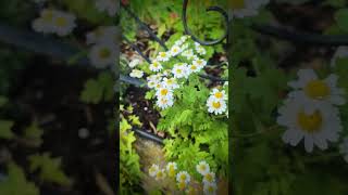 Feverfew flower 💮 flowers nature tree shorts youtubeshorts short [upl. by Onaivlis663]