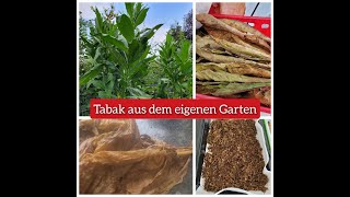 Tabak im eigenen Garten anbauen [upl. by Blight557]