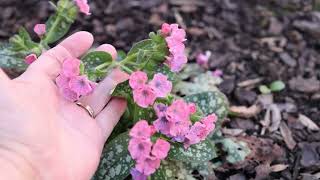 Pulmonaria Pretty in Pink Hybrid  Lungwort Jerusalem Sage Marys Tears Our Ladys Milk Drops [upl. by Assirem35]