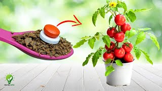 5 AMAZING ASPIRIN TABLET HACKS FOR YOUR GARDEN [upl. by Borszcz]