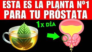 PLANTA 1 que MEJORA tu PRÓSTATA CÓMO TOMARLA [upl. by Christis]