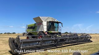 Claas Lexion 8800  45ft MacDon flexedraper  Harvest 2023 Denmark [upl. by Asinla365]