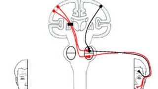 Corticobulbar Tract [upl. by Had815]