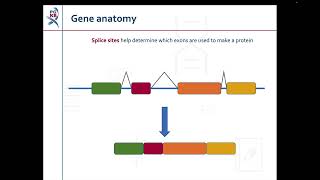 Haplotypes and Star Alleles [upl. by Nej520]