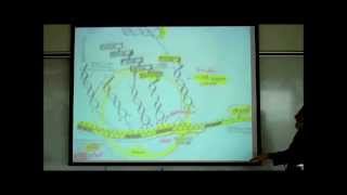 TRANSCRIPTION TRANSLATION amp THE FORMATION OF UREA amp URIC ACID by Professor Fink [upl. by Aikas183]