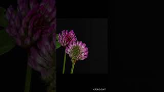 Beautiful blooming flower time lapse video timelapse [upl. by Neryt810]