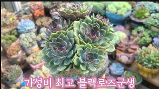 가성비 최고  다육이 블랙로즈군생 몇 달만에 분갈이해요 [upl. by Asare78]