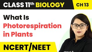 Class 11 Biology Chapter 13  What Is Photorespiration in Plants  Photosynthesis in Higher Plants [upl. by Quenby586]