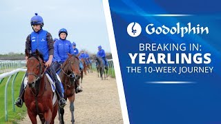 Breaking in Yearlings  The 10week Journey [upl. by Cherye]