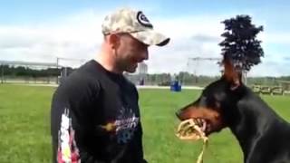 Un doberman entrenado [upl. by Mccafferty]