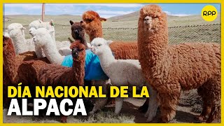 Hoy se celebra el Día Nacional de la Alpaca [upl. by O'Connor]