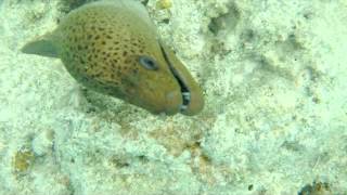 Moray Eel Maldives 2016 strange sound they make when angry [upl. by Idram]