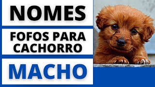 NOMES FOFOS PARA CACHORRO MACHO🐶😍 [upl. by Pillsbury]