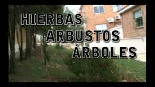 Las Plantas Hierbas Arbustos y Árboles [upl. by Graeme608]