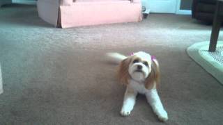 2 year old Cavachon barking and chasing bone [upl. by Enilrem]