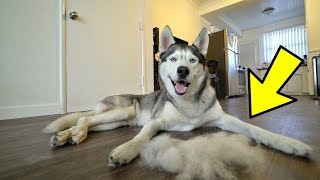 What a Husky Shedding His Coat Looks Like [upl. by Aubigny]