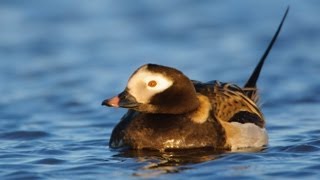 Voices Longtailed Duck [upl. by Rabah436]