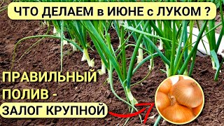 ЛУК всегда КРУПНЫЙ Уход за луком в ИЮНЕ Как ПОЛИВАТЬ лук чтобы он вырос крупным [upl. by Samul621]