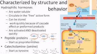 Pathophysiology Endocrine overview 1 of 3 [upl. by Richardson]