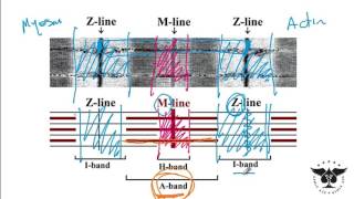 Sarcomere Skeletal muscle Smooth muscle Sarcoplasmic etc  USMLE Step 1 Ace [upl. by Ree33]