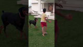 Doberman is putting from its side to get the ball 4🐶 shorts short dogshorts doberman ytshorts [upl. by Wiggins]