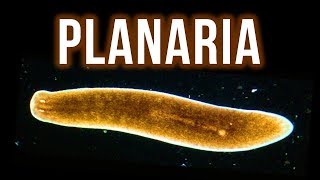 How to Get Rid of Planaria – 4 Proven Methods [upl. by Francesco]