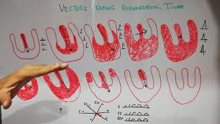 CVS physiology 30 Vector analysis during repolarization of the ventricles ECG basics for students [upl. by Pedaias47]