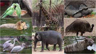 NEHRU ZOO HYDERABAD  HD Video  FULL Coverage  nehru zoological park [upl. by Lessig]