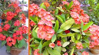 Care and propagation of Euphorbia milii or Crown of thorns [upl. by Frederiksen]