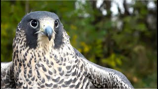 Falconry Are Peregrine Falcons a beginners bird falconry [upl. by Rabin]