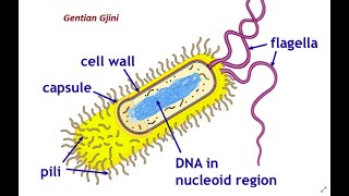 Mikrobiologjia 2  5 Pyetjet me te shpeshta ne Portali  Licensa Infermieri [upl. by Baun578]