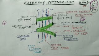 Extensor Retinaculum of Leg  Lower Limb Anatomy  TCML Anatomy [upl. by Eirtemed341]