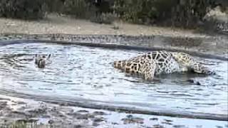 Giraffe falls into water  KRUGER [upl. by Kwang919]