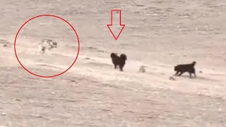 Tibetan mastiffs vs wolves leopards bears and lynx  Nonstop action [upl. by Annaet]