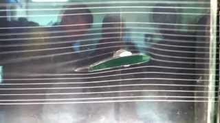 Cambered Airfoil in Smoke Tunnel [upl. by Treat]