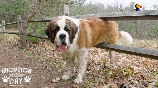 130Pound Dog Gets His First Home Ever  The Dodo Adoption Day [upl. by Armbrecht]