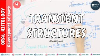 Development of Tooth  Part 4 Morphological stages  Bell stage [upl. by Dnalrah]