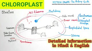 Chloroplast Structure and Functions  Ultrastructure of Chloroplast  Cell Organelle Chloroplast [upl. by Daphie]