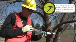 How to Prune Large Branch Pruning [upl. by Nollad]